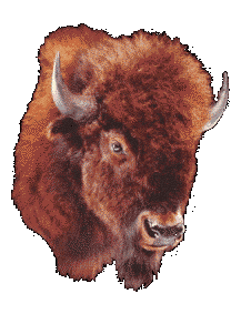 bison-snort.gif
